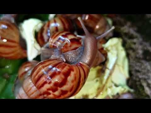 SLIME & GRIT: Snail's EPIC Journey Across Sharp Rocks (ASMR Macro Close Up)