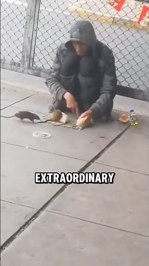 These Pet Rats Are Smarter Than Most Dogs! 🐀🤯