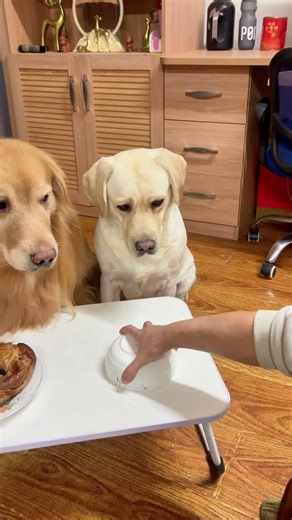 狗子：套娃套到我这来了？！你还是人吗？！Doggo: You use the nesting doll trick on me?!#搞笑汪驾到#萌寵#寵物#搞笑#拉布拉多 #doglover