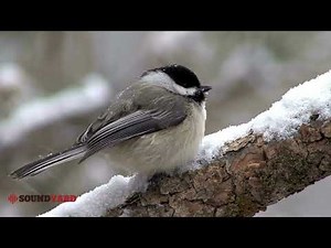 Adorable Chickadee Moments | Backyard Bird Sounds & Behavior