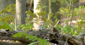 Chipmunk, Rodent, Animal. Free Stock Video