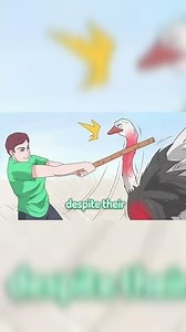 slimecicle calmy teaches how to defeat an ostrich