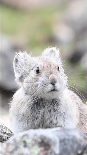 The Secret Behind Pikachu's Real-Life Twin!