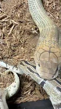King Cobra EATS Python! #short #shorts #fyp #reptiles #snake #cobra