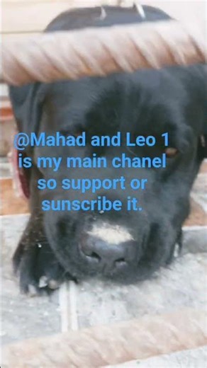 Leo and snow #roblox #memes#usethisaudio