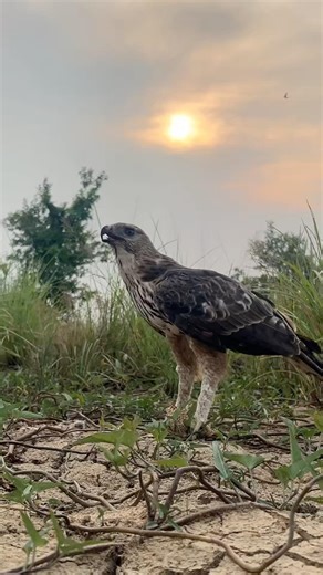 Hawk Eagle eating their food in the evening #wildlife
