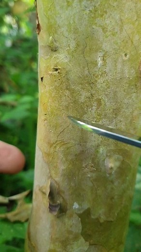 7.1K views · 32 reactions | T budding and topworking in guava tree #buddingexample #budding #buddingtreeplant #topworking #topworkingtehniques #guavatopworking #graftingfruittrees #graftingtips #guavascion #guavafruit #sambungsisip #cangkok #graftingexamples | Lombok Grafting | Facebook