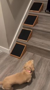 Turn ordinary stairs into a safe ramp for small dogs, puppies, & seniors! 🐕 ⭐⭐⭐⭐⭐ (4.9/5) 🚫 Reduce accidents and IVDD 🐾 New grooved design with non-slip grip 🐕 Works for dogs of all sizes 🛡️ Turn stairs into a safe ramp 🏠 Perfect dimensions for any home StairWedge now features a grooved surface for even safer steps, stopping risky stair-chasing and giving your pets the freedom to move with confidence. | StairWedge