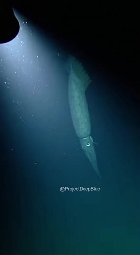 Falling. Through the darkness. For hours. #deepsea #finalmoments #AI | Project Deep Blue