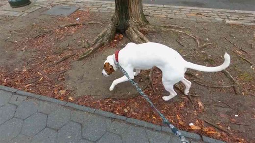 7 Essential Tips for Selecting the Perfect Leash for Your Dog