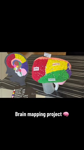 Brain Mapping Project Ideas for Psychology Models