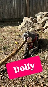 Sweet 2-year-old Dolly is searching for a forever family to get lost in her beautiful blue every day! Think that could be you? Check out her full profile and apply to adopt at the link below 👇 https://petlover.petstablished.com/pets/share/1789148 | Forgotten Dogs Rescue