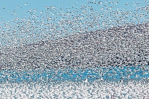 Want to see 80,000 snow geese? No problem for Harrison photographer at Middle Creek