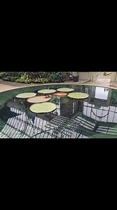 Did you know that the Auckland Domain Wintergardens is one of the city's most beautiful and historic garden attractions? Built in the early 1900s, it features two large glasshouses—one tropical and one temperate—filled with exotic plants and seasonal floral displays. Located in Auckland Domain, the city’s oldest park, the Wintergardens also has a sunken courtyard and a pond, which once housed the giant water lily (Victoria amazonica), famous for its massive leaves that could support a small chil