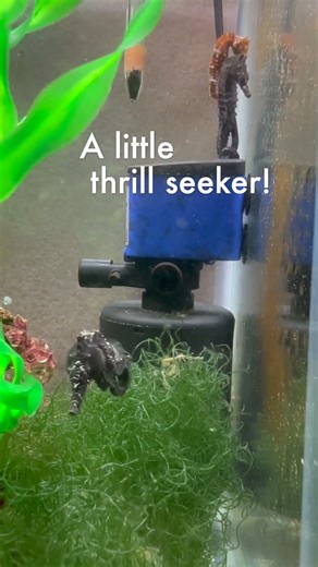 Tiny seahorse is riding the waves!