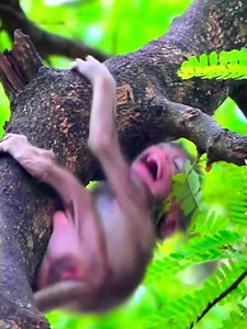 Why does the mother monkey bite her baby like this? | Daily Monkey