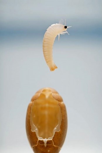 サクッと解説！カブトエビはどんな一生を過ごすのだろうか #カブトエビ #生き物