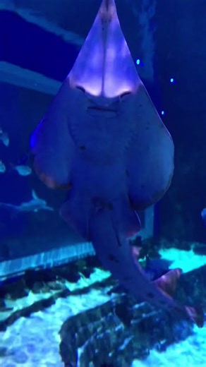 🦈The algorithm sucks! 🌏 #aquarium #shark #bluewater #treasure #fish #dive #dhdh