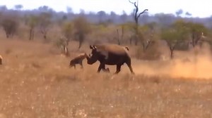 Wild Animals ~ Strange! The heroic hippopotamus attacked a group of lions to protect the lioness, but the end was attacked by the lions. That was tragic-hippo vs lion-leopard vs wild dog-jackal vs leopard | Wildlife Today