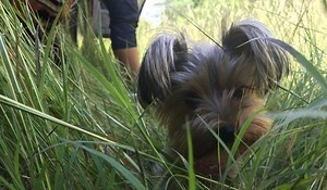 Yorkie Heat Cycles - Useful Things You Need To Know! - Our Yorkie