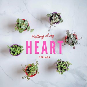 Let your love grow wild and free with a Strings of Things plant this Valentine’s Day. 💖 Shop today and spread the love! #merrifieldgardencenter #LoveAndPlants #ValentinesDay #StringsOfThings #PlantLove | Merrifield Garden Center