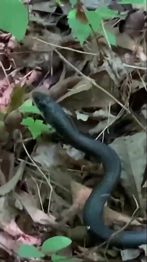 Fastest Snake in Tennessee?! Eastern Racer Spotted on ScoutTrek