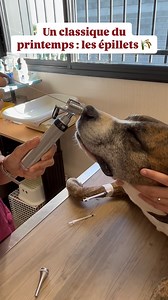 C’est la saison! 🌾 Les épillets peuvent s’infiltrer partout : narines, oreilles, pattes, yeux… Pensez bien à inspecter votre animal après chaque promenade ! #cliniquedelaportedor #vétérinaire #epillet #saison #chien #prevention #veterinaria #vet #saintalexandre #gard | Clinique vétérinaire de la Porte d'Or
