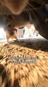 3.9M views · 77K reactions | This will not go unpunished  Tap the  in bio to get your own CatCamPro™ #cats #catpov #povcat #catcam #catcamera #catadventures | Catcampro | Facebook