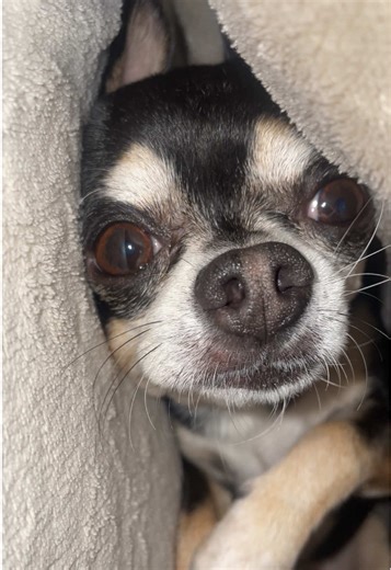 Chihuahuas: The Ultimate Small Dog Companion