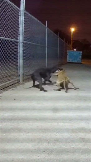 Why are these two dogs fighting? 🐕⚡🐕#battleroyale #battle #Dog #Fight #Animals #Wild #Drama