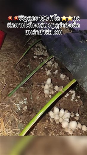 💥💥รีวิวสูตร 100 กิโล ⭐️⭐️กดติดตามไว้นะค่ะ มาดูว่าจะเด็ดสมคำล่ำลือหรือไม่ #เชื้อเห็ดฟางบัวหลวง #สอนเพาะฟรี