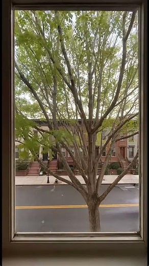 Full Year Time-Lapse: Tree Seasons Change! #NatureMagic #TimeLapse #Seasons