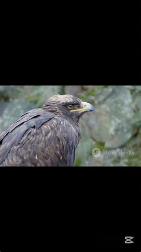how eagles hunt explained in 40sec #animals