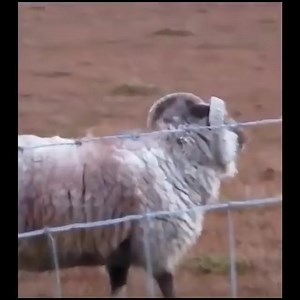14 reactions | When the goats are angry | Animals Attack | Facebook