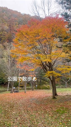 今が見頃‼️素晴らしい✨#北海道 #自然 #紅葉 #綺麗