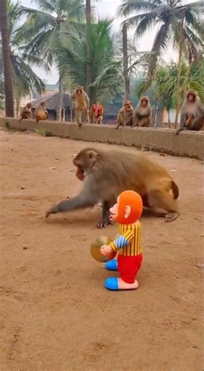Monkey Freaks Out at Clapping Toy – Hilarious Jungle Reaction