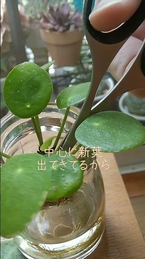 原因は日照☀不足☁!?ピレア ペペロミオイデス土・水栽培#plant 観葉植物