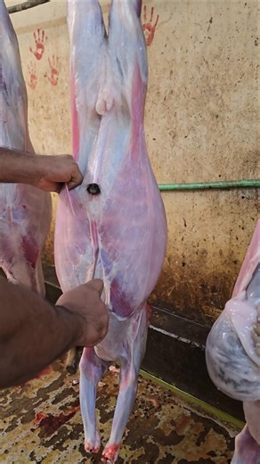 Deshi goat pakostoli removing skill |