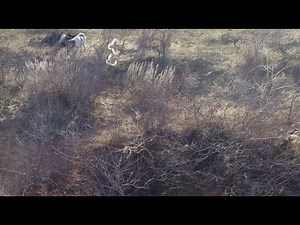 Ellie's OLAP Surprise! | Oklahoma Quail Hunting