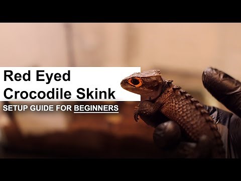 Complete Red Eyed Crocodile Skinks Care and Setup Guide for Beginners | GECKOPIA
