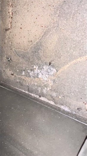 Easy way to check on the residential furnace duct work was dirty or not ￼