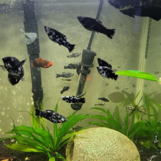 dalmation molly's 2$ | Fish | KSL Classifieds