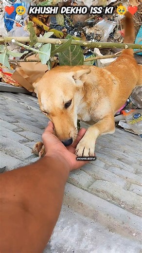 khushi dekho isski 🥺❤#shorts #trending #viral #love #streetdog