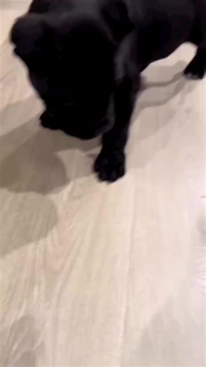 31K views · 1.8K reactions | Little Corso pup getting trained ❤️ | Cane Corso Pets | Facebook