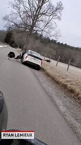"This is why you don't get close to the wildlife in Cades Cove! In all seriousness stay your safe distance away however the look on his face was priceless." - Ryan Lemieux | The National Desk - TND