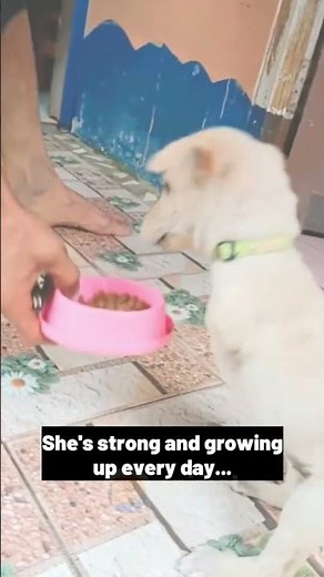 The world cutest puppy was born without front legs