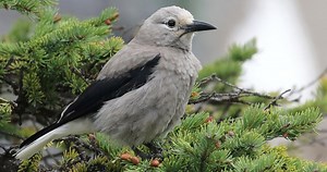 Clark's Nutcracker Sounds, All About Birds, Cornell Lab of Ornithology