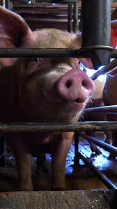 First introduced in the 1960s, gestation crates are used to confine most pigs used for breeding in the United States during their pregnancies. These metal cages are only slightly larger than the animals themselves. 🔒🐷💔 No mother should be subjected to these conditions! Fight back against this cruel system by choosing more plant-based foods. | Mercy For Animals