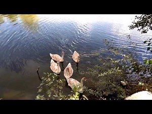 Образец видео 4K с Leeco Le 2 X527(в оригинале нет артефактов - ссылка в описании)