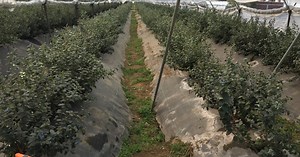 Meet the Farm Workers: Case Studies from Mexico's Export Ag Industry